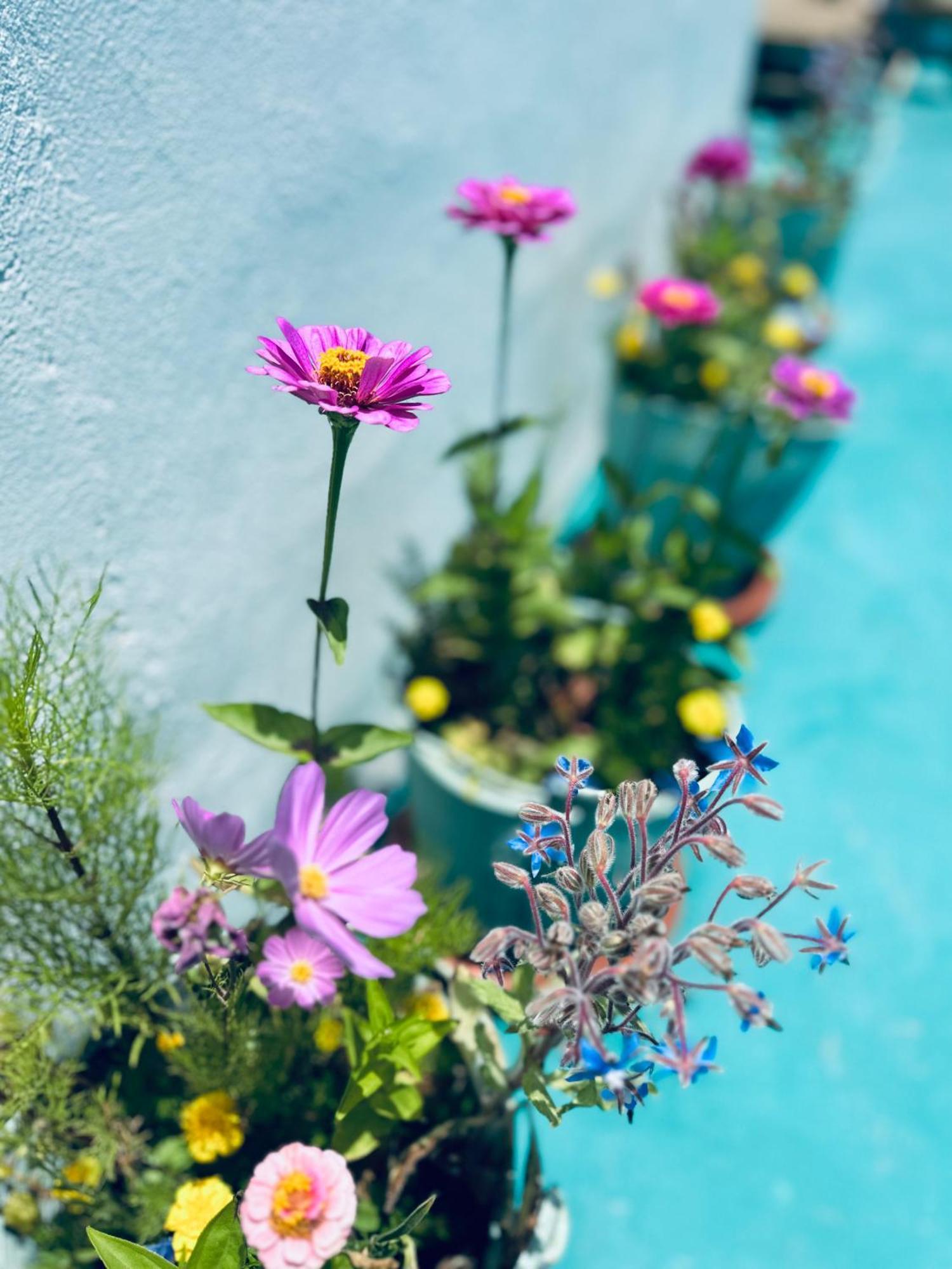 Surf And Yoga Retreat Dar Zina *